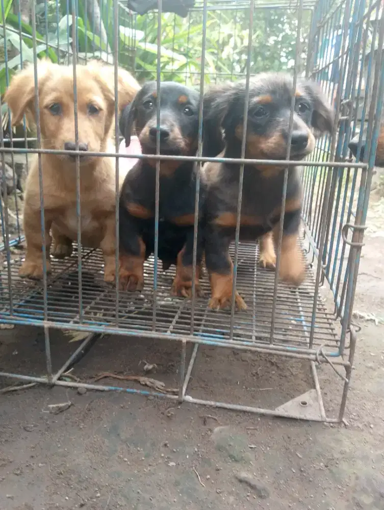 Anak puppy anjing tekel kecil