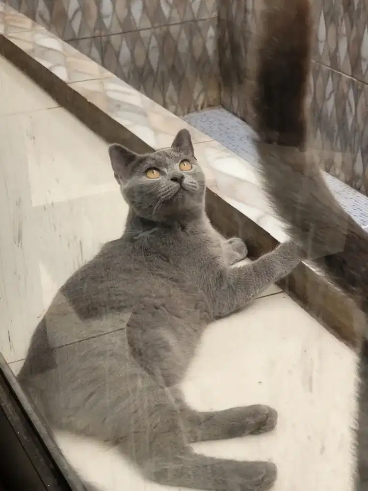 Sepasang Kucing BSH Abu / Russian Blue 7 bulan