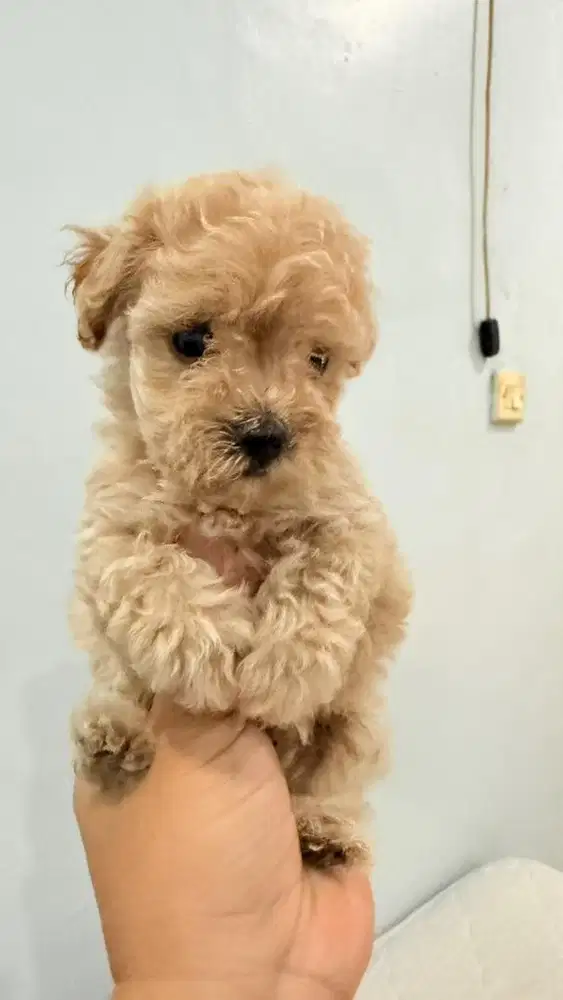 Anakan Toy poodle warna apricot betina