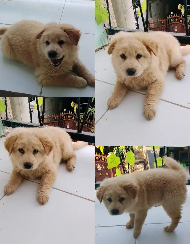 Baby Big Bone kintamani betyna