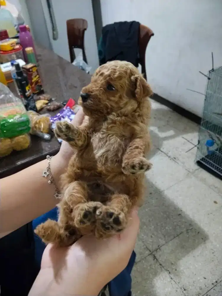 Jual Anjing Poodle