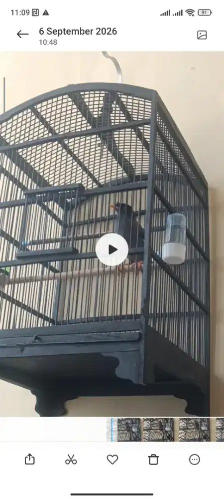 Burung Hitam Jabo Gacor