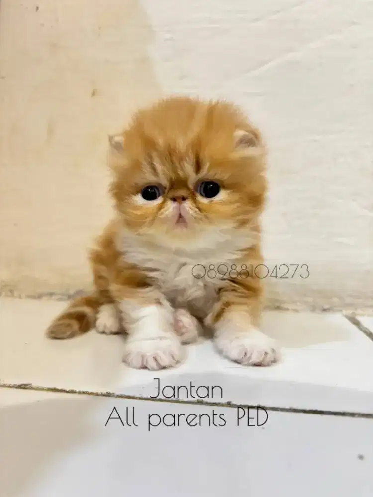 Jantan Peaknose Kitten Longhair