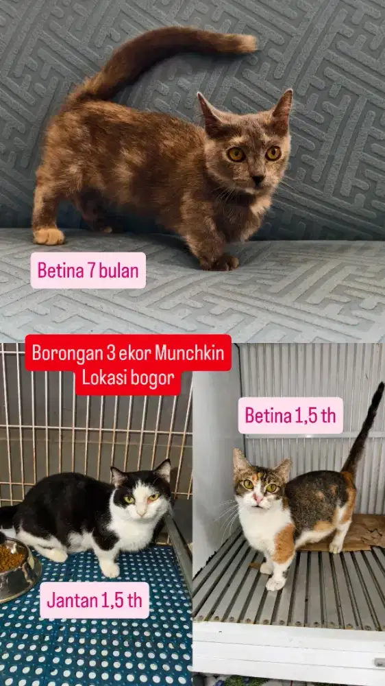 Munchkin murah borongan 3 ekor