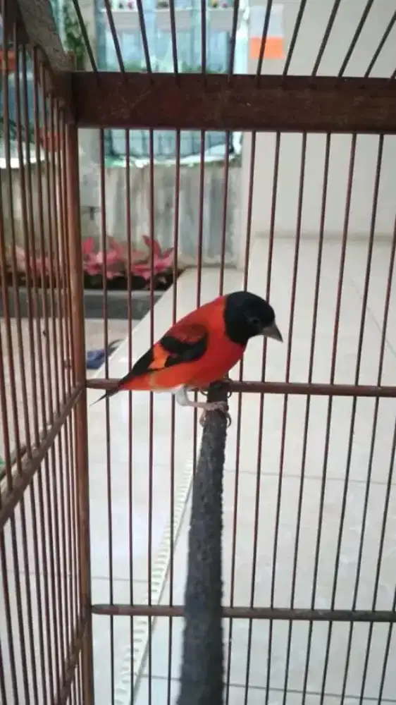 Burung siskin merah merona klasik gacor