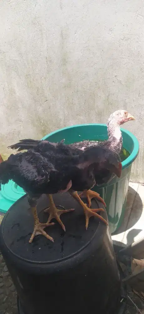 Anak  ayam  bangkok  clasic,  warna  jali