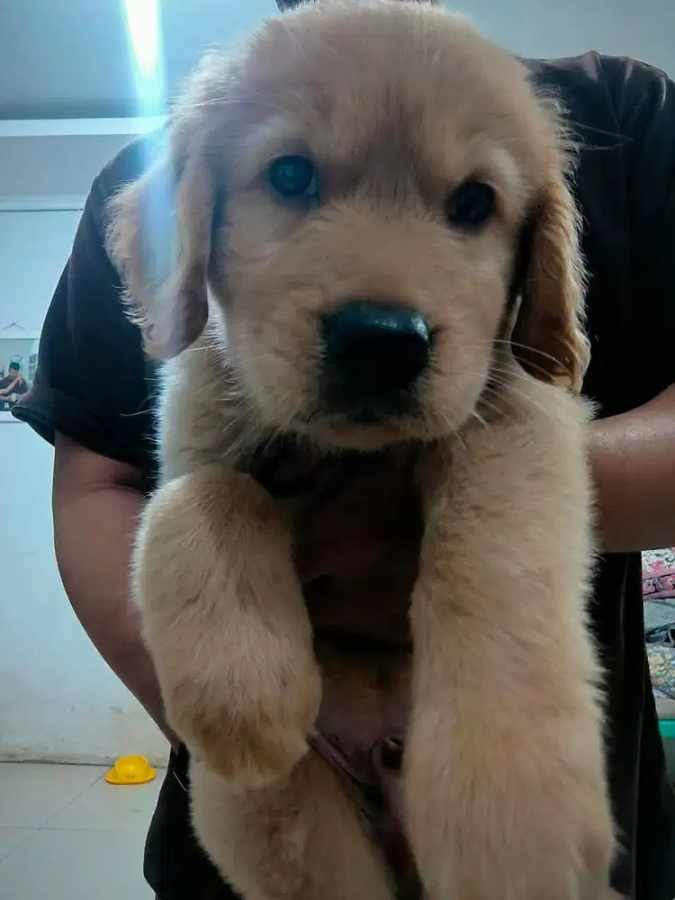 Jual Anak Anjing Golden Retriever Jantan Sehat Lucu - Bandung