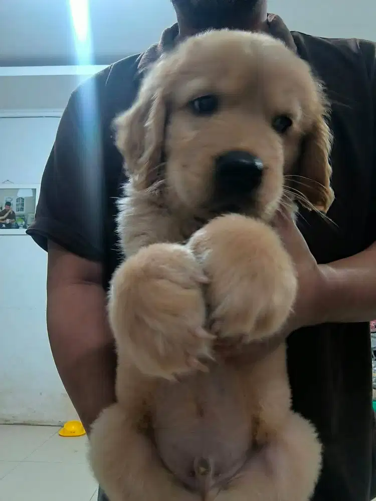 Jual Anak Anjing Golden Retriever Jantan Sehat Lucu - Bandung