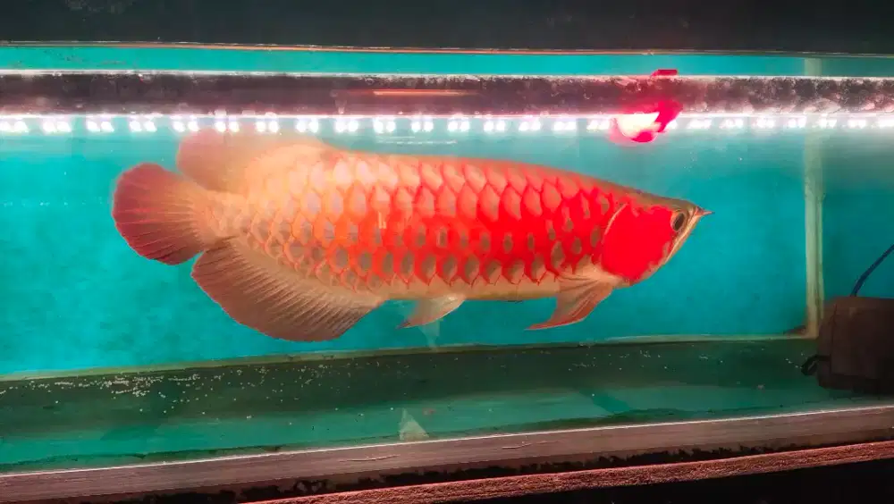 Arwana Superred 45cm