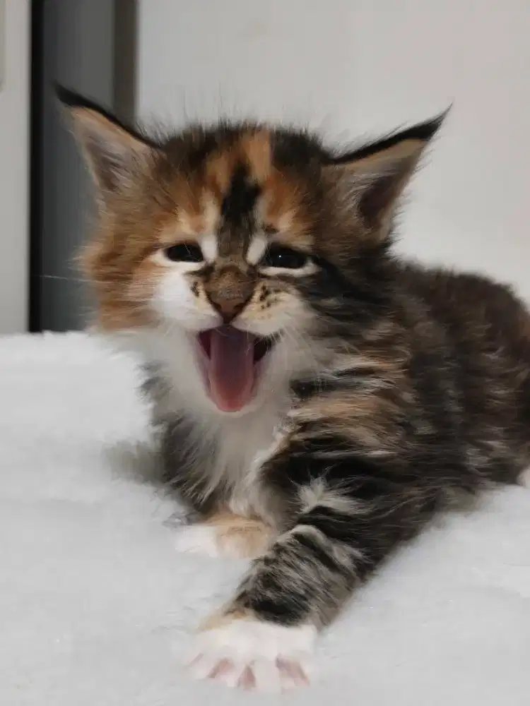 Mainecoon nonped