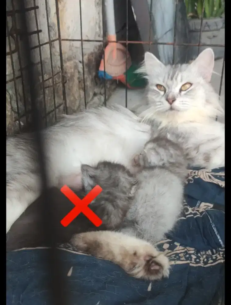 Indukan mix mc bawa anak satu silver kayak serigala