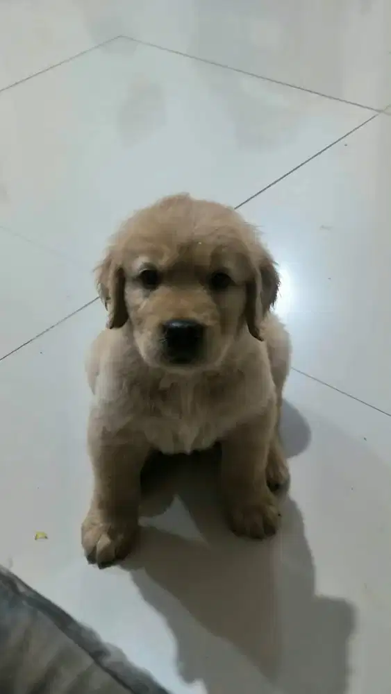 Jual Anak Anjing Golden Retriever Jantan Sehat Lucu - Bandung