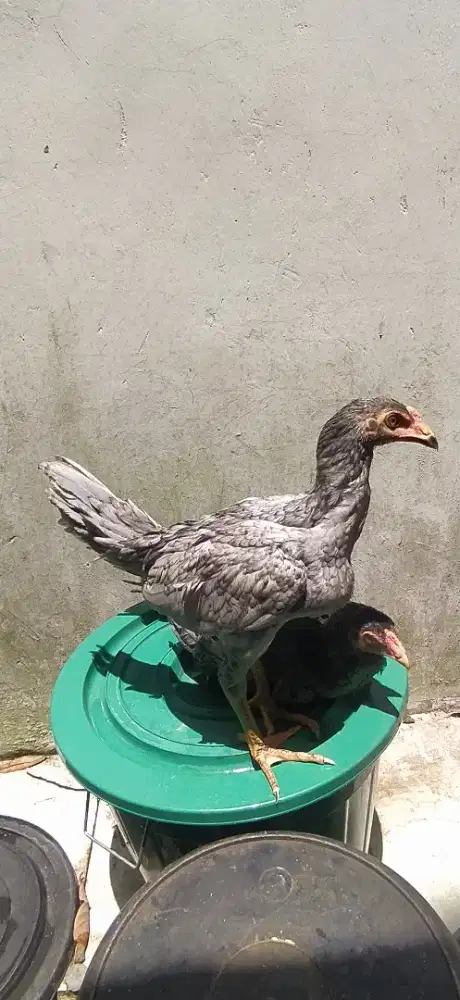Ayam  bangkok  clasic.  Usia  2,5 bulan