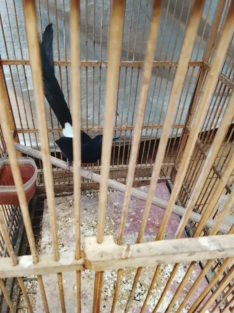 Jual burung murai jantan