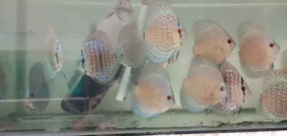 Ikan discus leopard blue scorpion