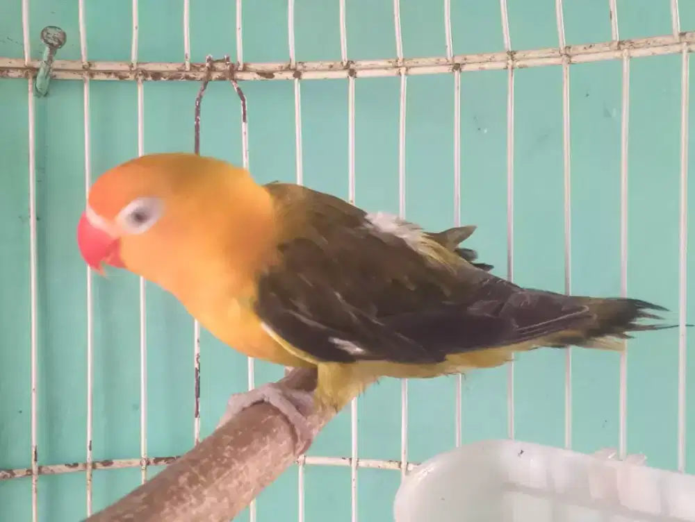 Seekor burung lovebird