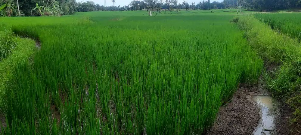 Dijual Lahan Sawah Milik Pribadi di Jelun