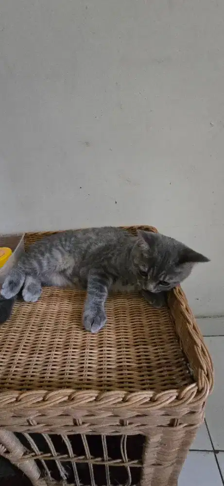 Kucing BSH x Scottish Fold