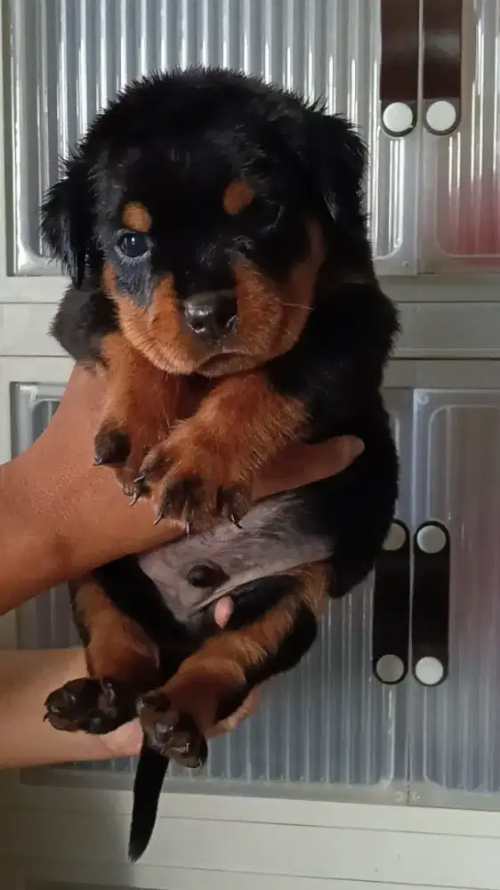 Rottweiler Male Female