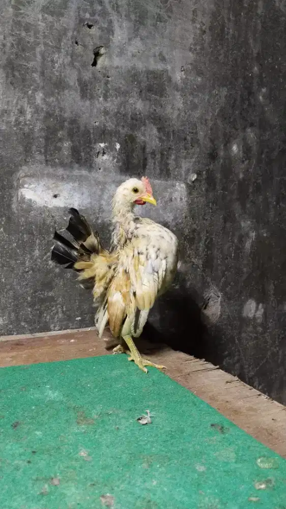 Ayam Serama jantan