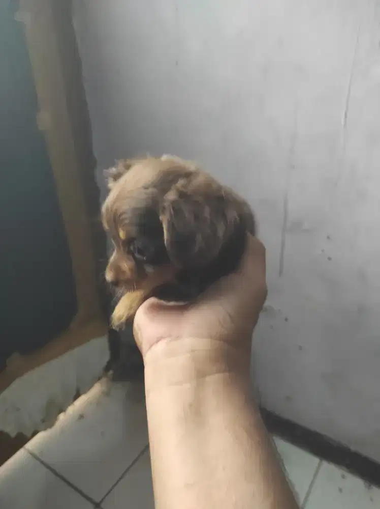 Dijual puppies mix chihuahua dan mini pincher