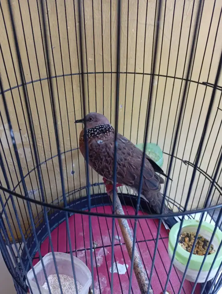 Burung derkuku lokal alam jantan bunyi