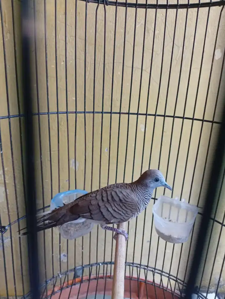 Jual burung perkutut lokal alam katuranggan rajekwesi