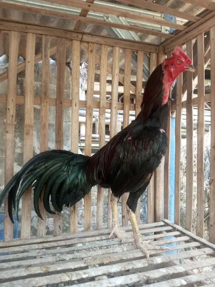 ayam pama x pakoy sisik ubed