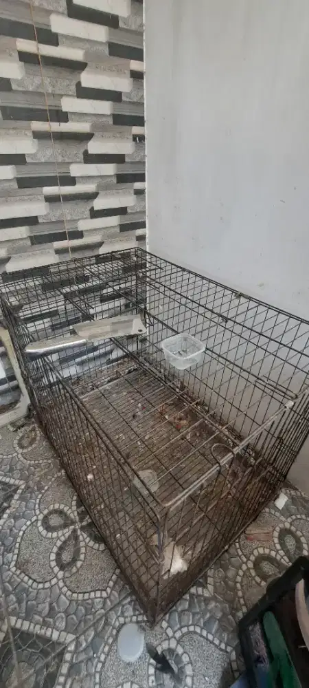 Dijual kandang kucing, anjing, burung