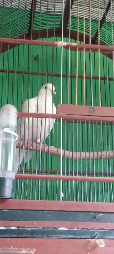 Jual burung puter putih