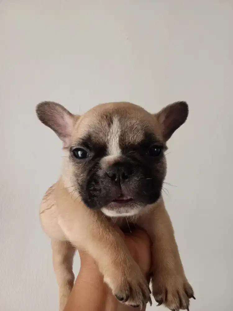 french bulldog jantan