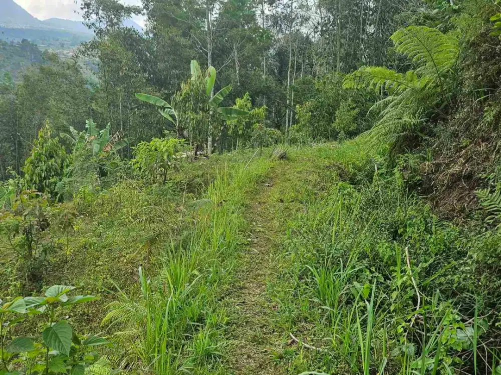 Dijual murah tanah di Terasireng Tabanan Bali dengan view Gunung