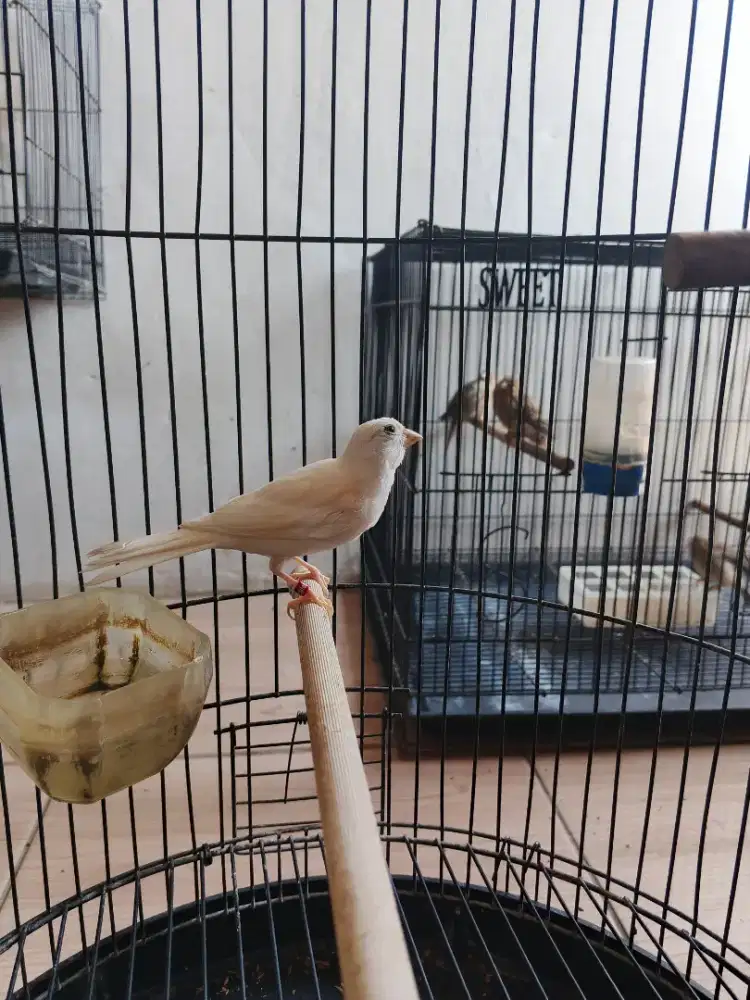 Burung kenari jantan