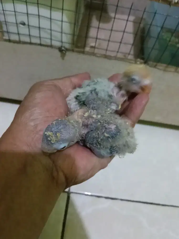 Lovebird sayur lode