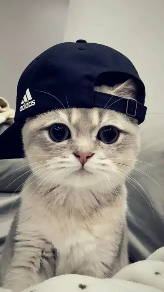 Saya menyediakan jasa nyuci gosok