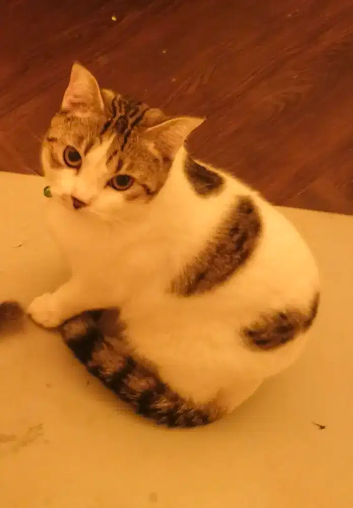 Scottish fold Unyu