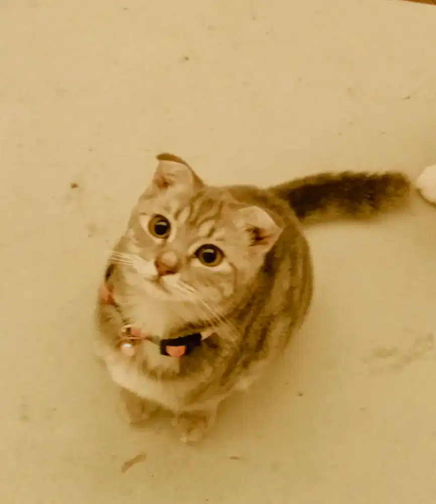 Super sweet Scottish fold
