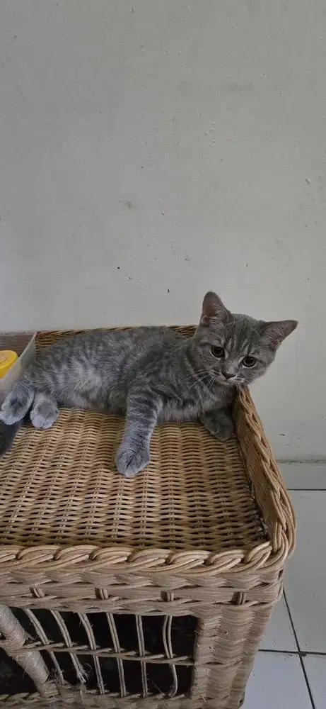 Anak Kucing BSH x Scottish Fold
