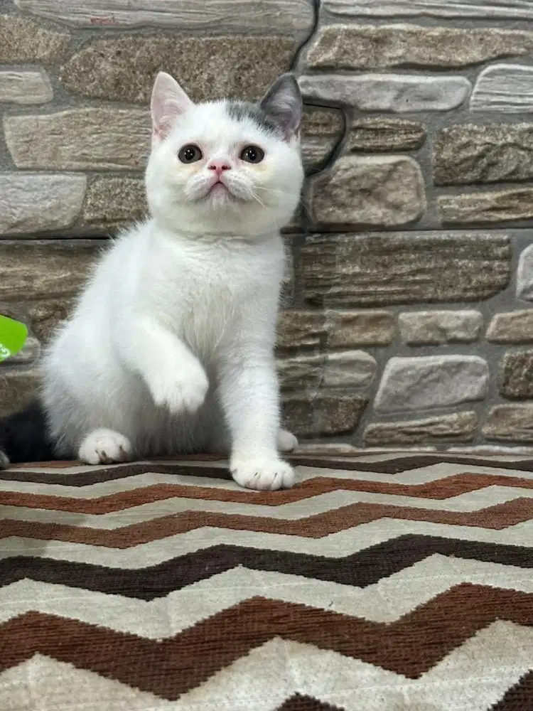 BSH x munchkin Line Import