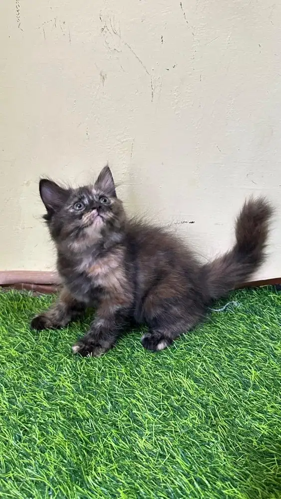 Persia longhair bulu kapas