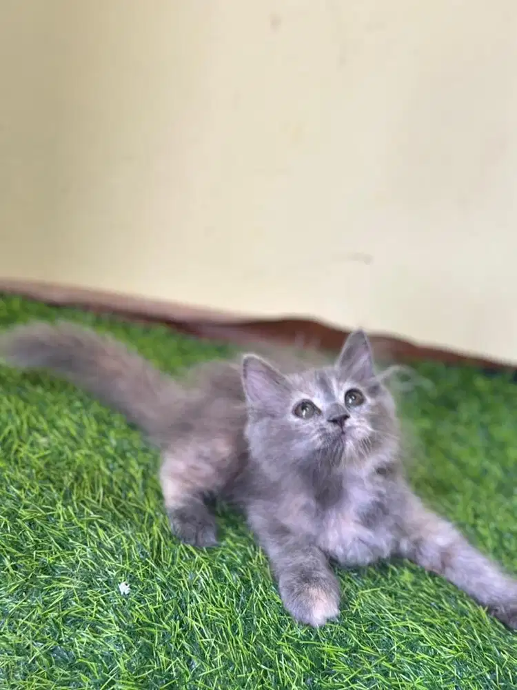 Persia longhair bulu kapas