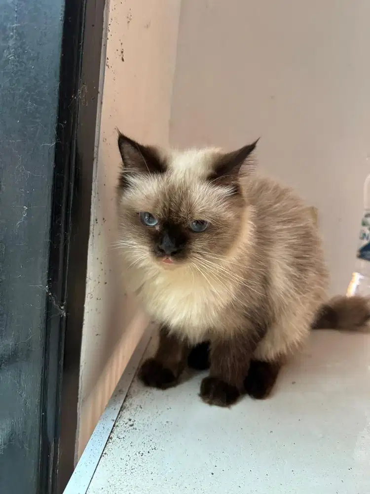 Open adopt Ras Himalayan Ragdoll