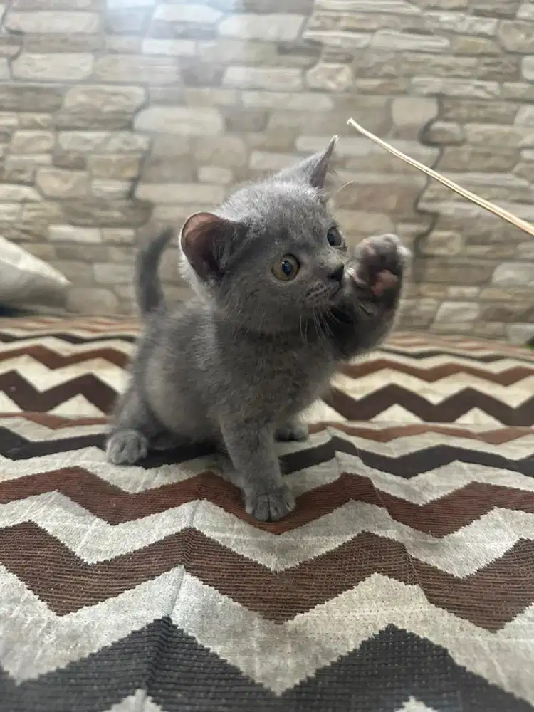 BSH x Munchkin line import