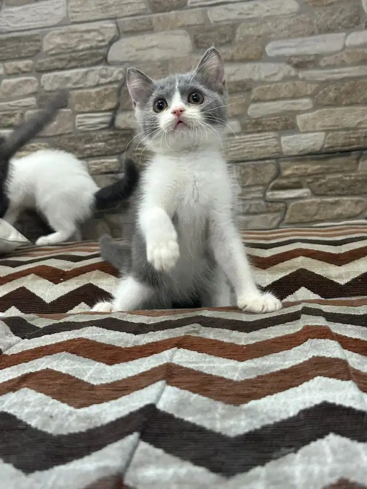 BSH x Munchkin line import