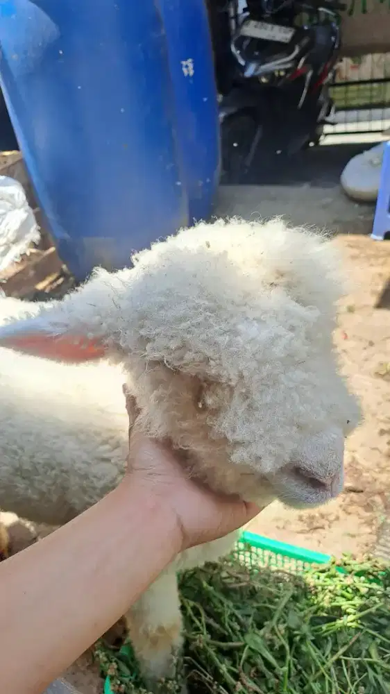 Domba Merino mandiri