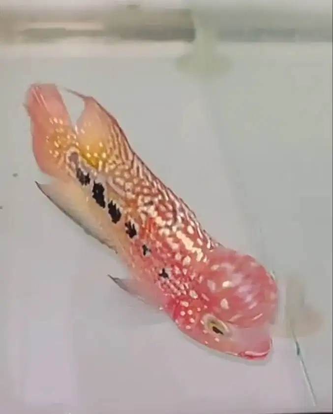 Louhan Kamfa F2