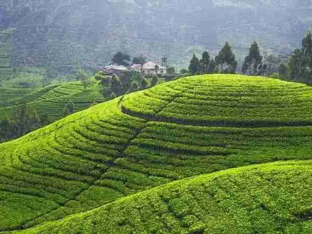 Dijual Cepat Perkebunan teh hijau produktif di Majalengka