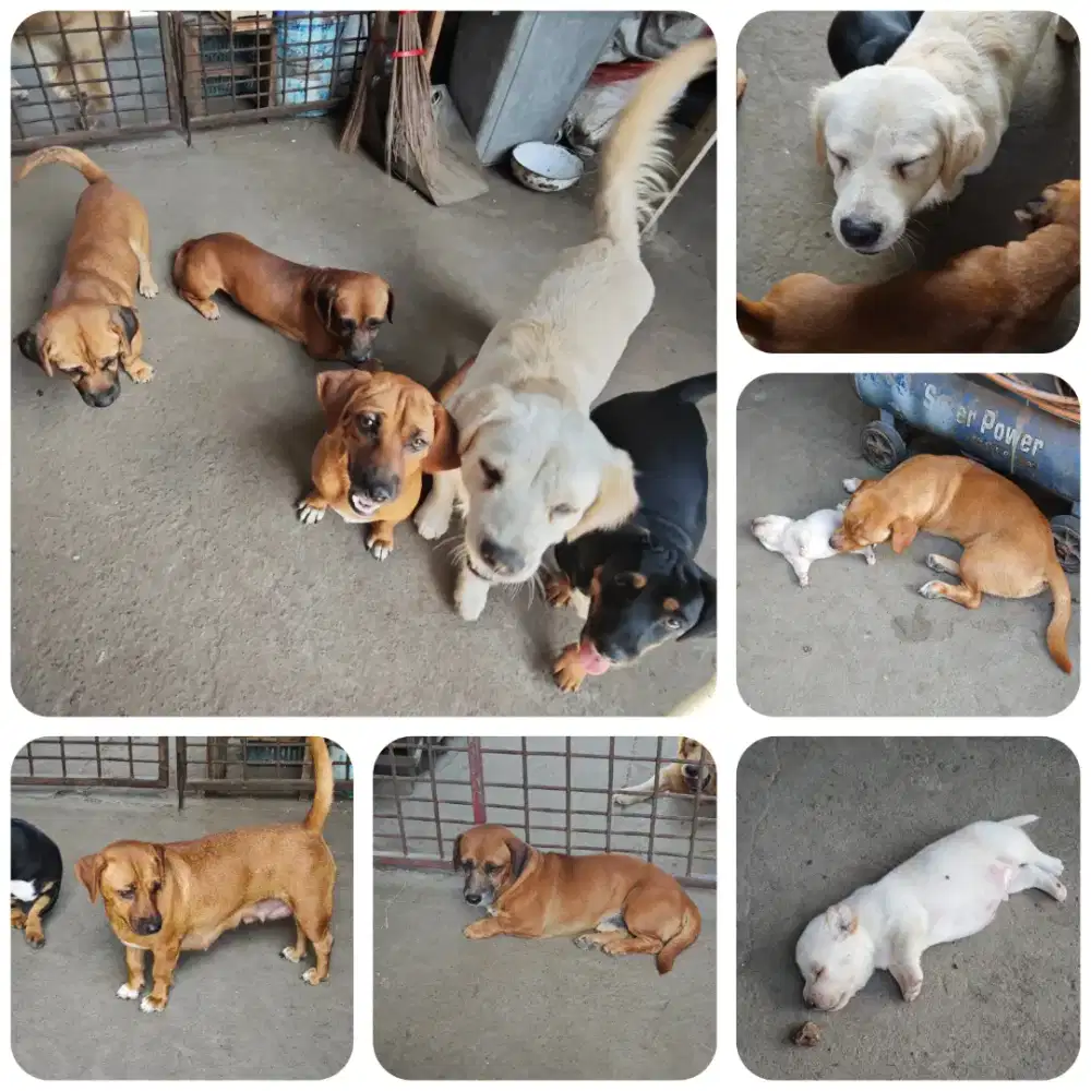 ANJING RAS KECIL tidak bisa besar dewasa dan anak