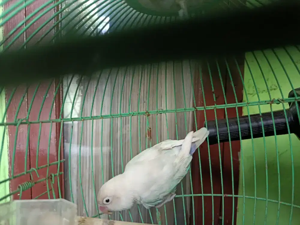 Love bird warna cantik