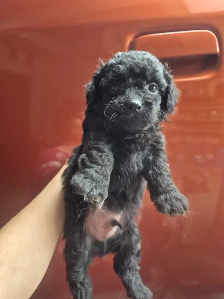 Poodle mix sithzu